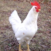 LittleHomestead profile image