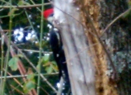 A Lulawissie Ivory Bill Woodpecker on my pecan tree 