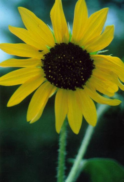 Sunflower, Spring Creek, NM/