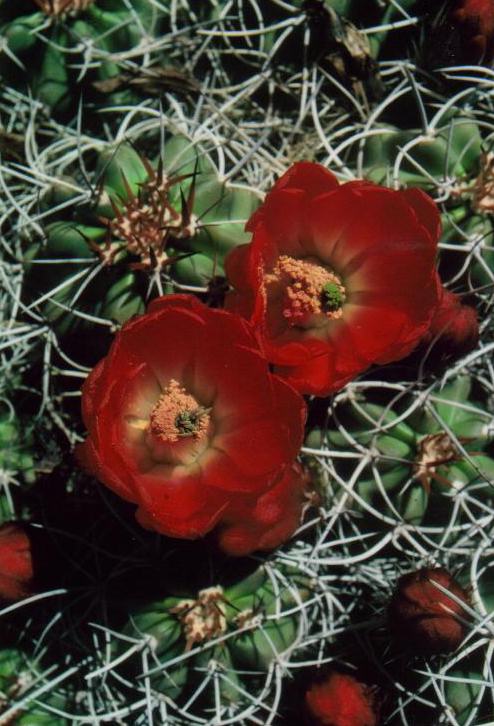Strawberry cactus bloom, Mojave Desert, CA.