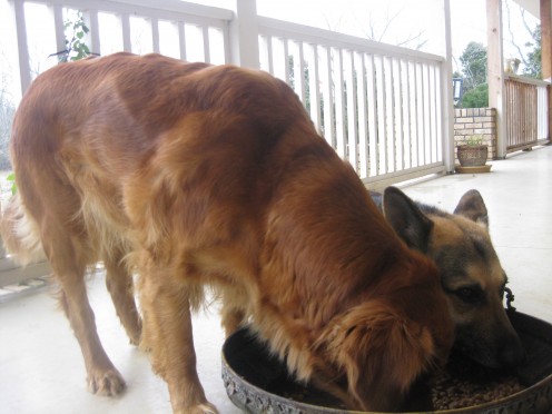 This a picture of our Golden Retriever and German Shepard.  Bonnie Sue Lue and Einstein Mervin eating their dinner on our porch.