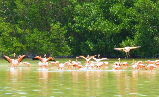 Celestun is a famous nesting area for flamingoes. 