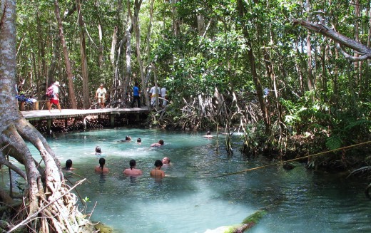 Students swimming in Mangrove waters near Celestun, which is a popular day trip from Merida.