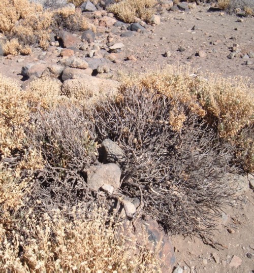Dying and dead vegetation on Mt Teide. Photo by S Andrews