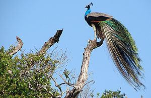 A beautiful sight at Wasgamuwa National Park.