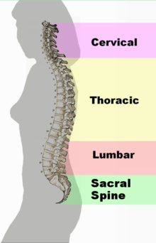 Spine and stuff.  It's medical looking.