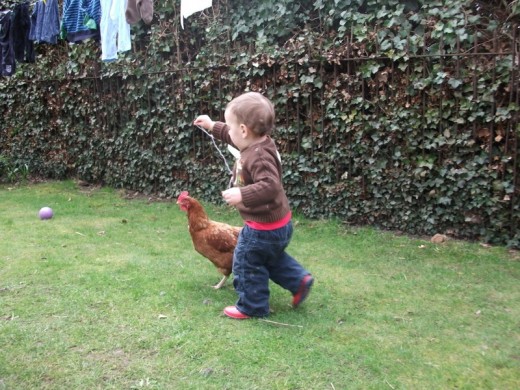Our little boy playing with a chicken
