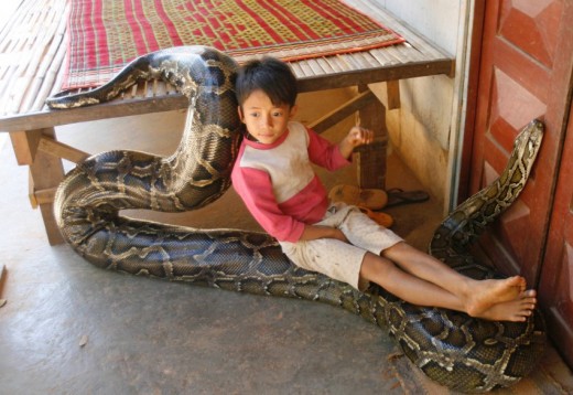 A Burmese python accepting the care and affection given by his young owner.