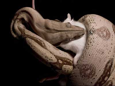 Sensationalist media often use images of snakes eating different animals as fuel, striking fear and disgust into the minds of the public.