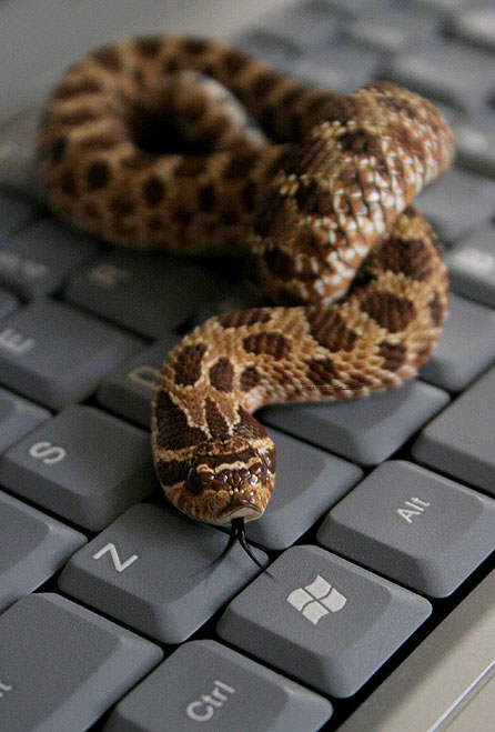 The Western hognose is classified as endangered or threatened in some states, yet in captivity this animal thrives. 