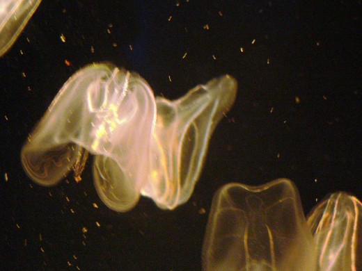 Jellyfish at Akron Zoo