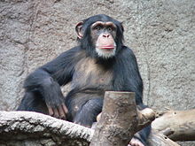 CHIMPANZEE