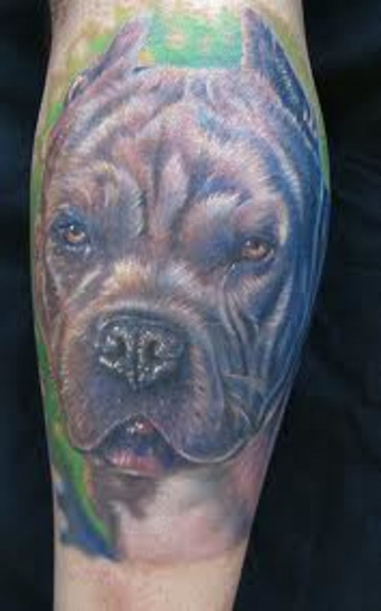 Pit Bull Tattoos And Meanings; Pit Bull Tattoo Designs And