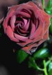 A beautiful perfect rose for the HUB TEAM
