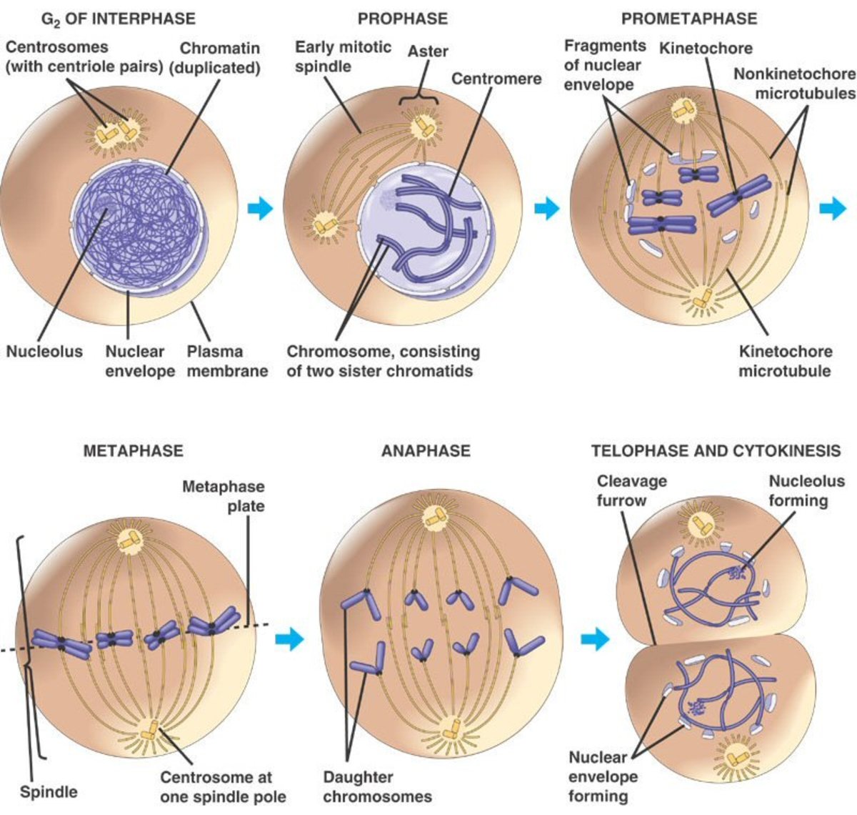 Stages of the Cell Cycle Mitosis (Metaphase, Anaphase and Telophase