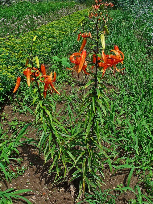 Tiger Lilies with Buds