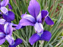 The meaning of an Iris?  It tells the recipient it has a "message" for them. 
