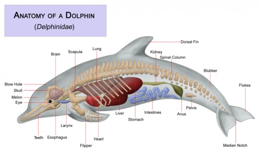 Dolphin's Anatomy