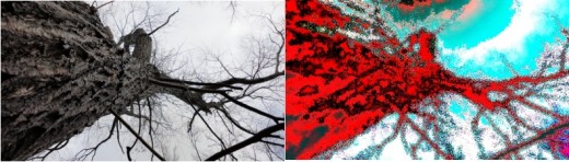 At left, a tree in its natural state.  At right, image enhancement software turns the tree into a impressionist watercolor painting.