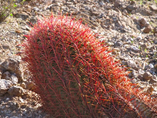 A Red Barrel cactus adds a splash of color to the landscape.