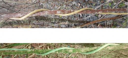 Of the two pictures above, the top photo is the original, but the bottom photo is altered so that a vine wrapped around a tree sapling appears more snake-like.  Note that the bottom photo is rotated 180 degrees from the original.