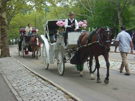 Horse-drawn Carriage in Central Park.