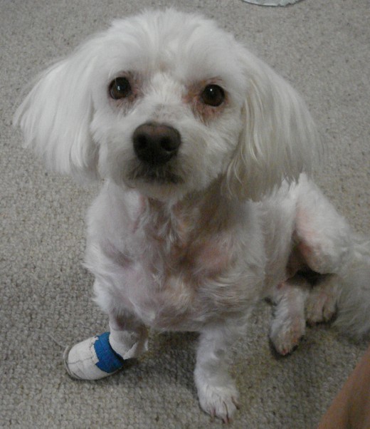 Oh, so soulful with a sore paw