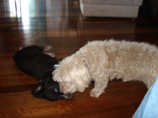 Playing with her mate, Jack