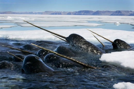 Narwhals