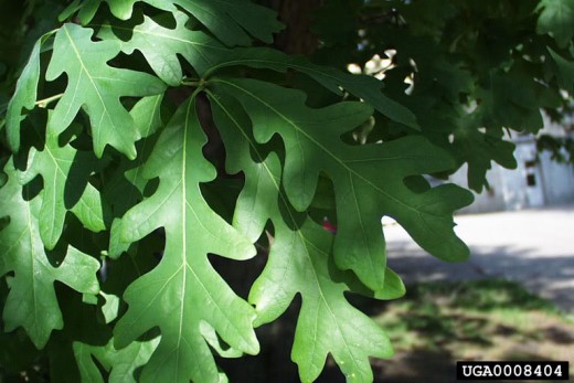 an example of white oak leaves. note the rounded ends.