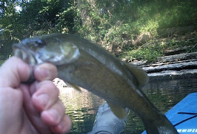 Another Baby Small Mouth Bass 