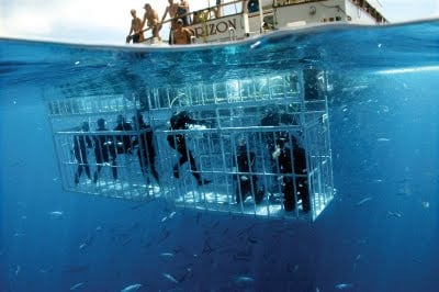 shark cage diving