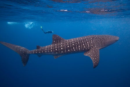 a whale shark