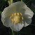 The American Mayapple gives us Etoposide - one of the Epipodophyllotoxins