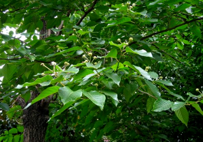 Camptothecin comes from the Happy Tree, Camptotheca acuminita