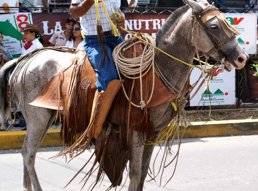 A traditional saddle for roping and man with leather leggings.