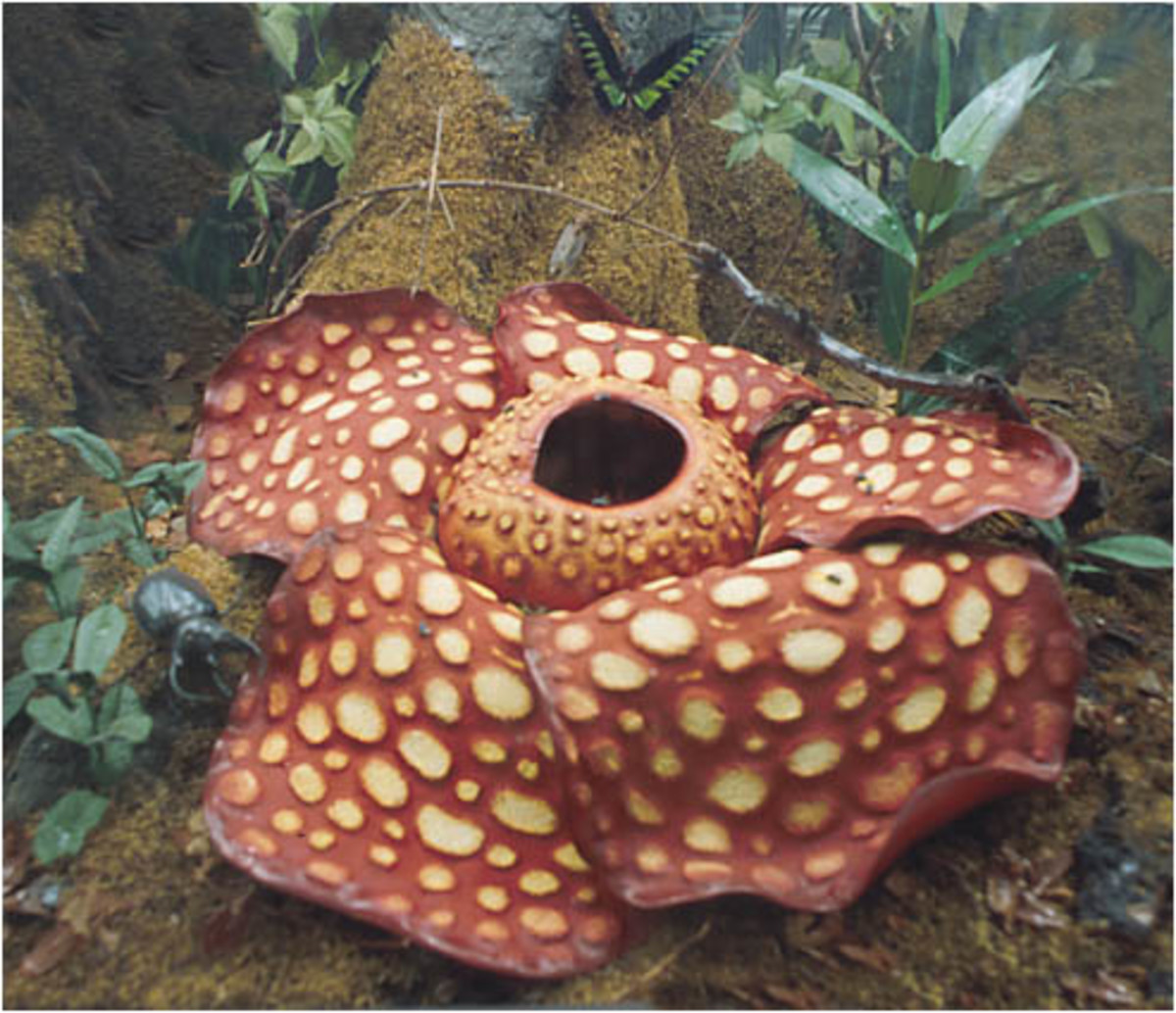 The famous Rafflesia flower