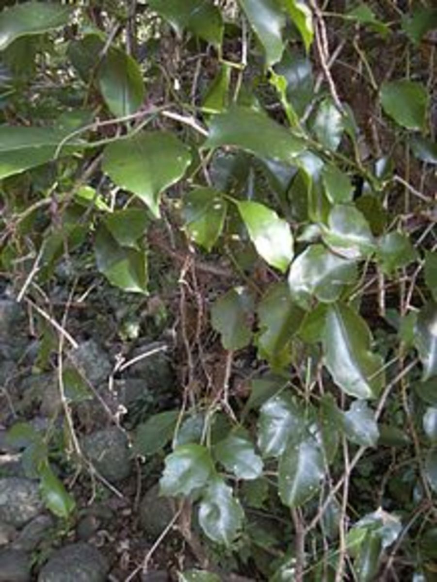Tetrastigma nitens, one of the seveal host species of Rafflesiaceae sp.