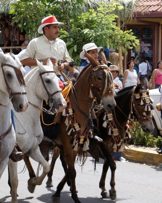 Mules with horse hair collars and head ornamentation.  