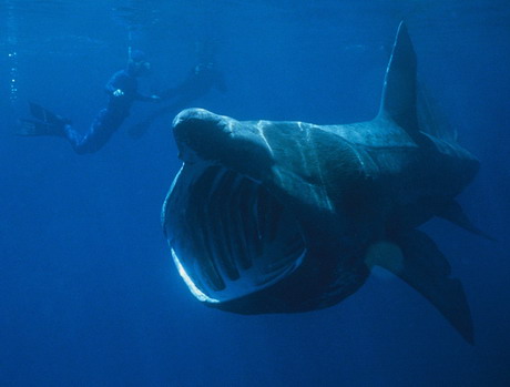 The Megamouth shark filter feeding