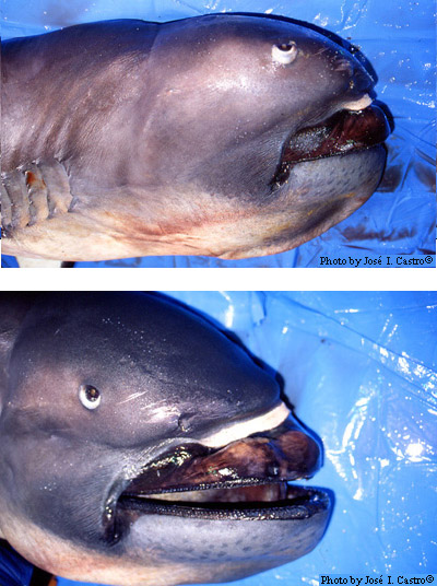 The Megamouth's head, showing its rubbery lips