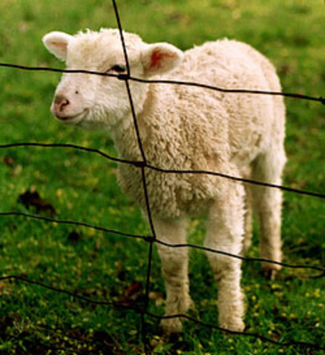 Newbie writers all too often act like sheep and follow every suggestion the read in the hopes of having others read their works.