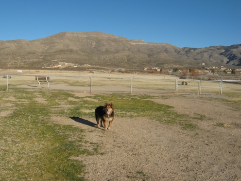 My dog in the Alamogordo Bark Park.