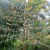 Almond tree-excellent shade with tasty fruit. Almond tree-excellent shade with tasty fruit.