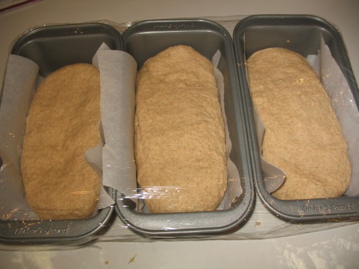 3 loaves covered with plastic to rise