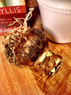 A large bulb to plant