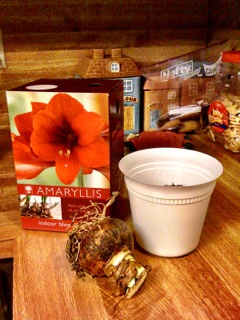Inside the package, there is a pot, dirt and a bulb.