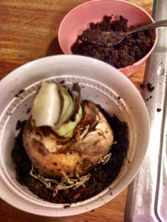 Remove some dirt to plant the bulb.