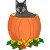Cute Black Cat In Pumpkin In This Photo