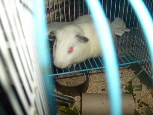 Gin